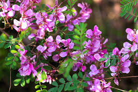 Image result for Indigofera adenoides