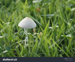 Image result for Conocybe lactea