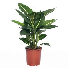 Dieffenbachia Dieffenbachia Green Magic D 17 H 65 Cm Intratuin