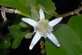 Image result for Grewia sulcata