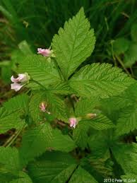 Image result for Rubus pinnatus