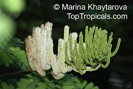 Image result for Entada abyssinica