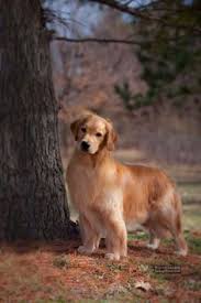 Shows (conformation), obedience work, field trials it is our members' active participation that is improving the golden retriever breed in the rio grande valley area. 200 Dogs Ideas Dogs Golden Retriever Puppies