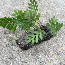 Image result for Pleopeltis  × simiana