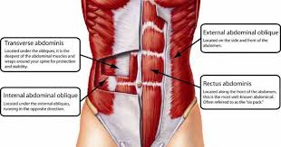 Complete Core Training Be Better Than The Crunch Dr John Rusin The Strength Doc Abdominal Muscles Anatomy Abdominal Muscles Muscle Anatomy