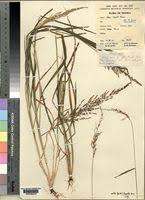 Image result for Setaria lindenbergiana