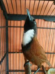 Suara burung flamboyan betina,untuk pancingan jantan yang macet. Kicomania Gombong Videos Facebook
