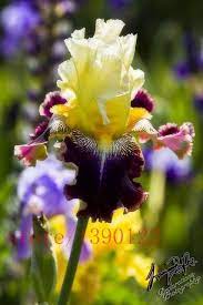 50pcs Rare Iris Iris Seeds Bonsai Flower Seeds 24 Colours Heirloom Iris Tectorum Perennial Flower Seeds Flowers Perennials Iris Flowers