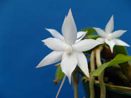 Image result for Aerangis