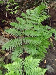 Image result for Diplazium