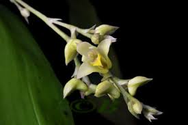 Image result for Polystachya cultriformis