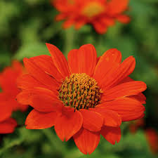 Maybe you would like to learn more about one of these? Uk Most Popular Tithonia