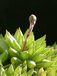 Image result for Urochloa marlothii