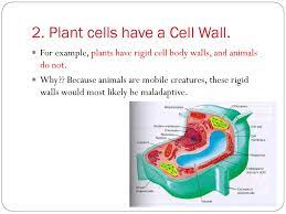 Animal cell functions are solely dependent on the organelles and structures associated with the cell. Animal Vs Plant Cells Biology Ppt Download