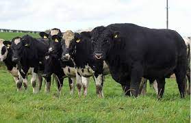 Angus Bulls On Dairy Farms As Easy As Black And Black And White The Cattle Site