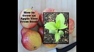Then fragrant white blossoms appear in the spring. How To Grow An Apple Tree From Seed Youtube