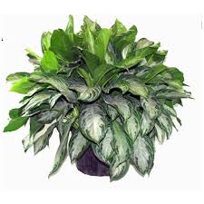 Maybe you would like to learn more about one of these? Costa Nursery Aglaonema Silver Bay 14 Pot Asb14 Loose Rona