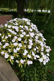 Image result for Impatiens sylvicola