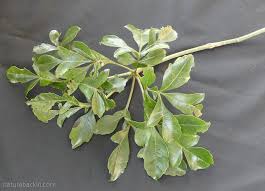 Image result for Cussonia zuluensis