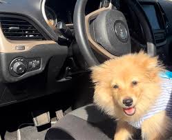 Missing dog found in South Phoenix