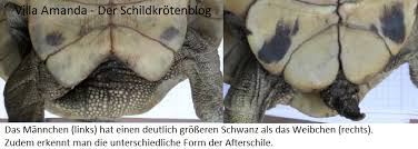 Viele schwangere möchten das geschlecht ihres babys schon vor der geburt wissen. Wie Man Das Geschlecht Seiner Griechischen Landschildkrote Erkennt Villa Amanda Der Schildkroten Blog