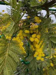 Image result for Acacia dealbata