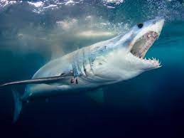 The mako shark is probably the fastest fish in the world. Shortfin Mako Shark The World S Ultimate Hunter