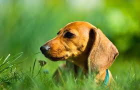 Fldr is an all volunteer group that views its mission as rescue, rehabilitation and placement of rescued dachshunds into loving and permanent homes. Miniature Dachshund Rescue Lovetoknow