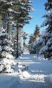 Snow Fall Background Make Your Pic Background Like This Seasoning Snow Fall Background Snowfall Photobackgro Winter Scenery Winter Landscape Winter Scenes