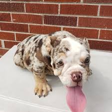 The french bulldog should be on the short list of breeds for anyone who lives without a vast tract of suburban backyard. Chocolate Chip Bulldog Puppy 608997 Puppyspot