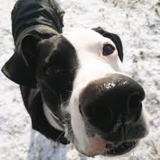 Fast alle hundesitter und hundepensionen lehnen die betreuung läufiger hündinnen ab. Alt0g2tyxu2x5m