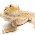 Bearded dragons