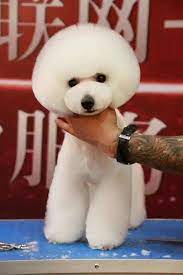 Haircut And Grooming Perfection Puppygrooming Japanese Dog Grooming Dog Grooming Poodle Puppy