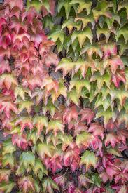 Classy groundcovers is your best choice for quality perennials shipped direct to your door 20 Best Flowering Vines Best Wall Climbing Vines To Plant