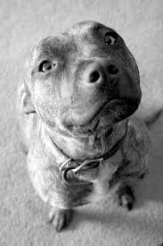 how can you say no pitbull terrier pitbull dog pet dogs
