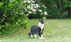 Surveillez son comportement, revenez et félicitez. Preparer Votre Chat D Interieur Aux Visites A L Exterieur Wanimobuzz