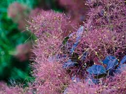 Image result for Cogniauxia