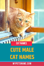 Girl Orange Cat Names Cat Names Girl Pet Names Cats
