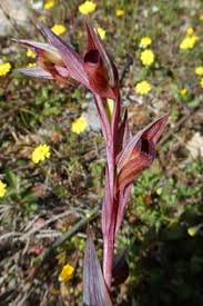 Image result for Isoglossa laxiflora