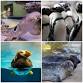 Sparky and Friends: Aquatic Encounters presented event image