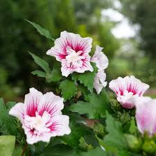 Image result for Hibiscus syriacus ´Pink Chiffon