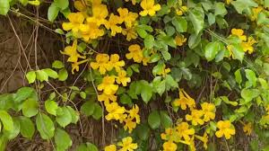 Image result for Dolichandra