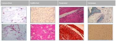 We did not find results for: Image Examples Of The Four Fundamental Tissues Connective Epithelial Download Scientific Diagram