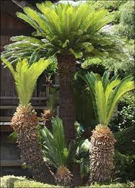 Sago Palm Quintal Tropical Paisagismo Com Palmeiras Paisagismo Tropical