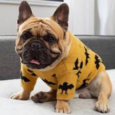 Find french bulldog puppies and dogs for adoption today! 900 French Bulldog Training Tips Ideas Bulldog Training Bulldog French Bulldog