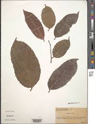 Image result for Panda oleosa