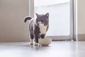We did not find results for: 7 Best Freeze Dried Cat Foods Great Pet Care