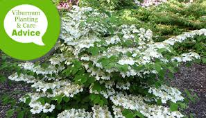 It grows 4 to 6 feet tall with the strong horizontal branching typical of doublefile viburnum. How To Plant Fertilize Water Prune Viburnum Shrubs Trees Wilson Bros Gardens