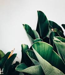 This wall mural has natural pattern which will give exotic look to your walls. Banana Leaf Pictures Hd Download Free Images On Unsplash