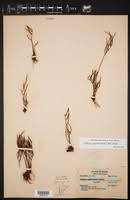 Image result for Pellaea angulosa